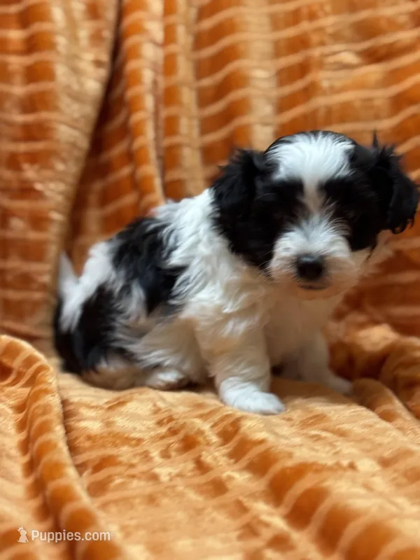 Bob, a male Maltipoo for sale in Monroe, NC – Photo 1 of 4