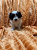 Bob, a male Maltipoo for sale in Monroe, NC – Photo 4 of 4