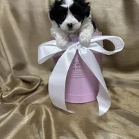 Bella, a female Maltipoo for sale in Monroe, NC – Photo 8 of 10