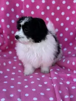 Bella, a female Maltipoo for sale in Monroe, NC – Photo 3 of 10