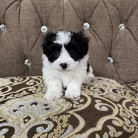 Bella, a female Maltipoo for sale in Monroe, NC – Photo 7 of 10