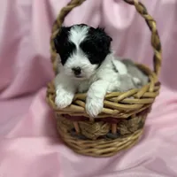 Bella, a female Maltipoo for sale in Monroe, NC – Photo 10 of 10