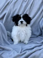 Bella, a female Maltipoo for sale in Monroe, NC – Photo 2 of 10