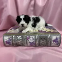 Bella, a female Maltipoo for sale in Monroe, NC – Photo 6 of 10