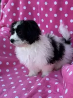 Bella, a female Maltipoo for sale in Monroe, NC – Photo 4 of 10