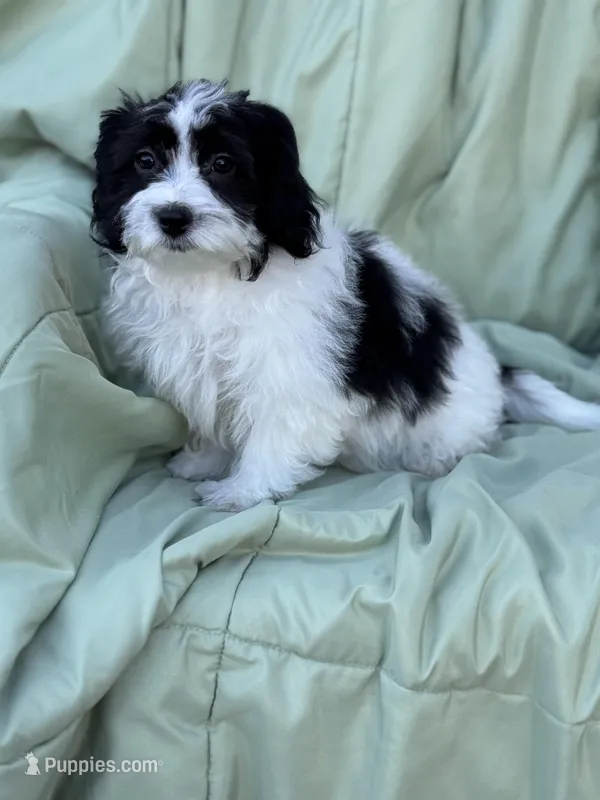 Bella – Maltipoo puppy for sale in Monroe, NC