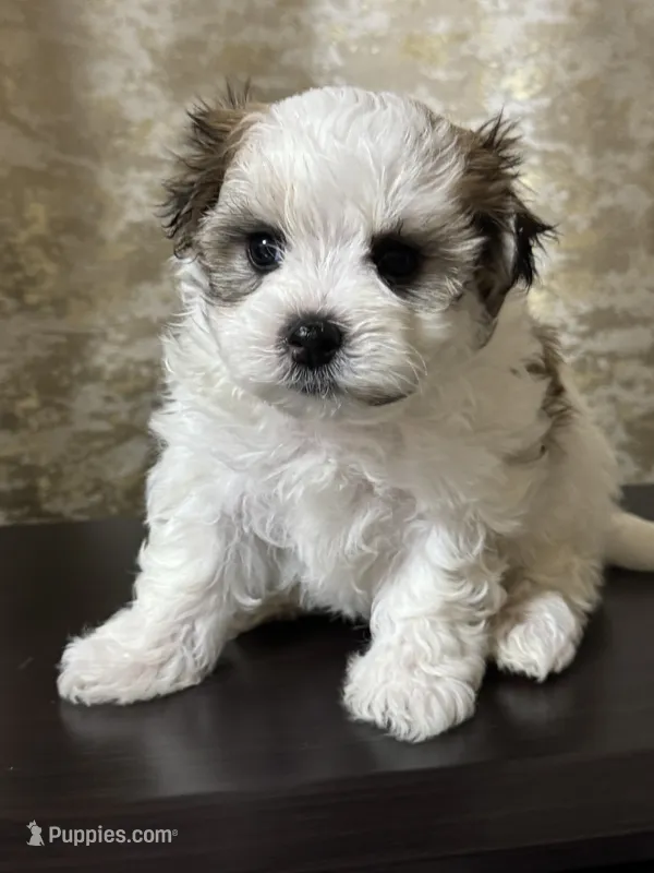 Luke – Maltipoo puppy for sale in Monroe, NC