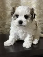 Luke, a male Maltipoo for sale in Monroe, NC – 1 of 4