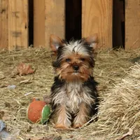 Fritz, a male Yorkshire Terrier for sale in Sheldon, WI – Photo 1 of 2