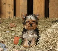 Fritz, a male Yorkshire Terrier for sale in Sheldon, WI – Photo 1 of 2
