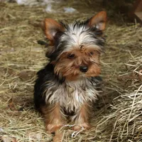 Fritz, a male Yorkshire Terrier for sale in Sheldon, WI – Photo 2 of 2