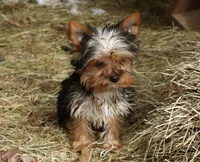 Fritz, a male Yorkshire Terrier for sale in Sheldon, WI – Photo 2 of 2