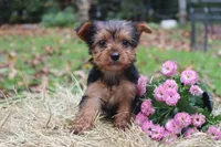 Fronzo, a male Yorkshire Terrier for sale in Sheldon, WI – Photo 3 of 3