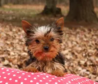 Fronzo, a male Yorkshire Terrier for sale in Sheldon, WI – Photo 2 of 3