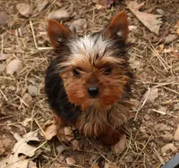 Fronzo, a male Yorkshire Terrier for sale in Sheldon, WI – Photo 1 of 3