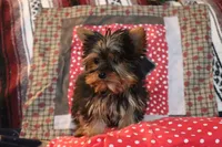 Finn, a male Yorkshire Terrier for sale in Sheldon, WI – Photo 1 of 2
