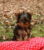 Finn, a male Yorkshire Terrier for sale in Sheldon, WI – Photo 2 of 2