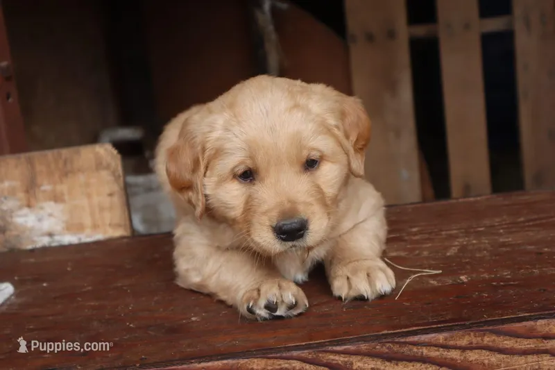 tan female, a female Border Collie and Golden Retriever for sale in Sheldon, WI – 1 of 1