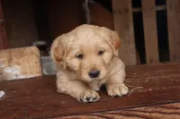 tan female, a female Border Collie and Golden Retriever for sale in Sheldon, WI – 1 of 1