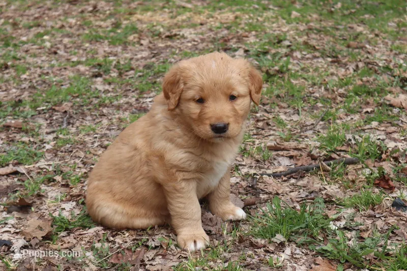 Male 2, a male Border Collie and Golden Retriever for sale in Sheldon, WI – 1 of 1