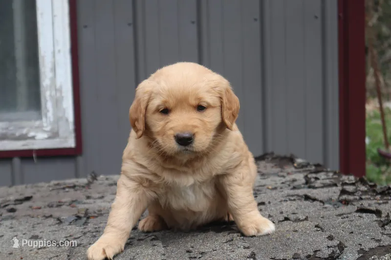 Male, a male Border Collie and Golden Retriever for sale in Sheldon, WI – 1 of 1