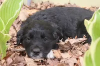 black, a female Border Collie and Golden Retriever for sale in Sheldon, WI – 1 of 1