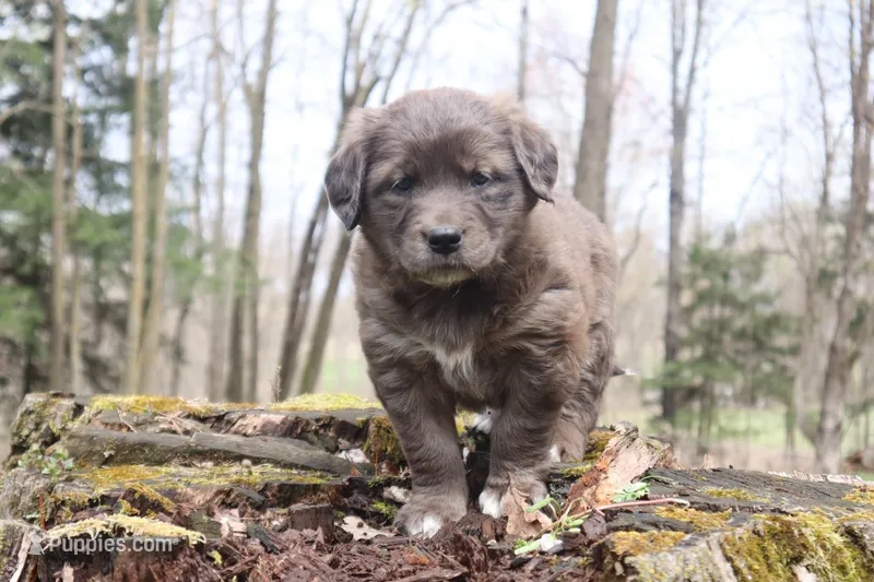 female merle 2, a female Border Collie and Golden Retriever for sale in Sheldon, WI – 1 of 1