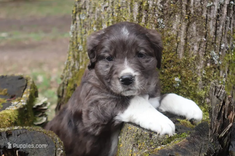 female merle, a female Border Collie and Golden Retriever for sale in Sheldon, WI – 1 of 1