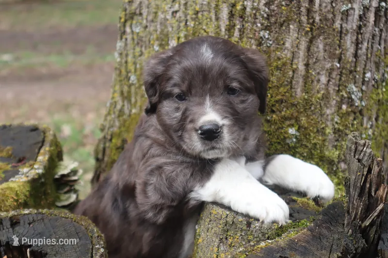 female merle – Border Collie, Golden Retriever puppy for sale in Sheldon, WI