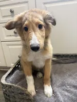 Chad, a male Shetland Sheepdog for sale in Lexington, NC – 4 of 5