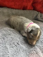 Cheeseburger, a male Shetland Sheepdog for sale in Lexington, NC – 2 of 2