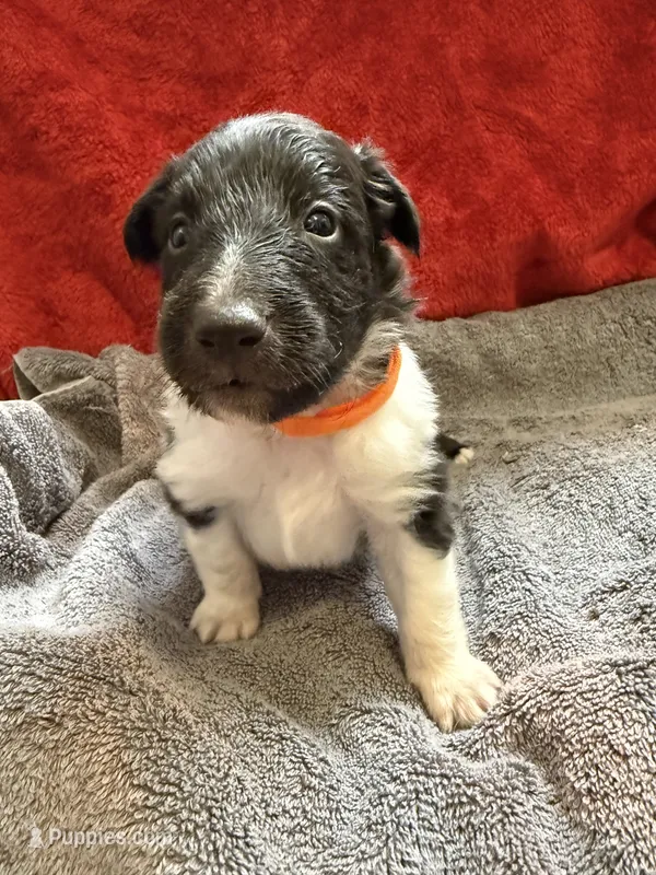 Brent  – Shetland Sheepdog puppy for sale in Lexington, NC