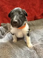 Brent , a male Shetland Sheepdog for sale in Lexington, NC – 1 of 1