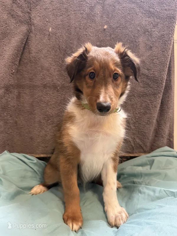 Peaches – Shetland Sheepdog puppy for sale in Lexington, NC
