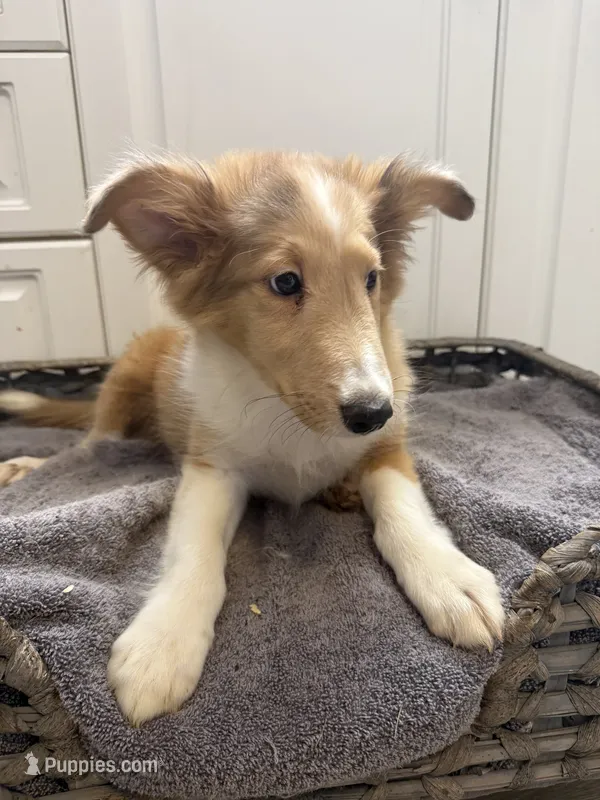 Tino – Shetland Sheepdog puppy for sale in Lexington, NC
