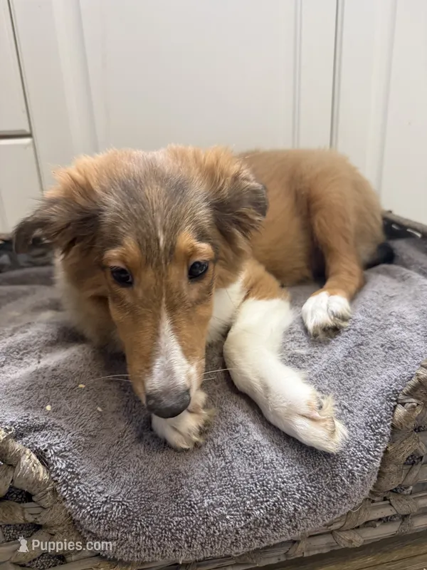 Peaches – Shetland Sheepdog puppy for sale in Lexington, NC