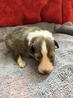 Brody, a male Shetland Sheepdog for sale in Lexington, NC – 2 of 3