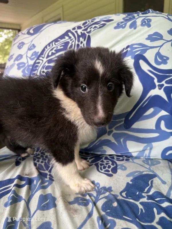 Moose  – Shetland Sheepdog puppy for sale in Lexington, NC