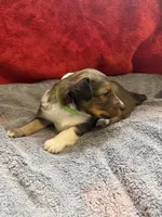 Peaches, a female Shetland Sheepdog for sale in Lexington, NC – 3 of 3