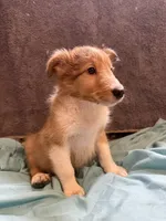 Tino, a male Shetland Sheepdog for sale in Lexington, NC – 3 of 4