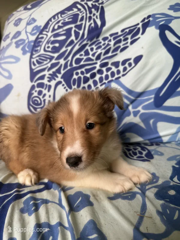 Meatball – Shetland Sheepdog puppy for sale in Lexington, NC