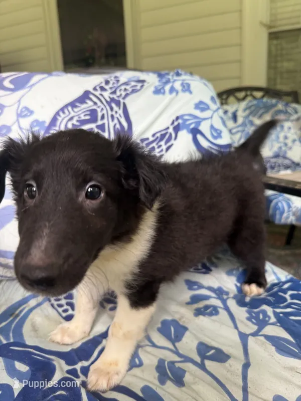 Brent  – Shetland Sheepdog puppy for sale in Lexington, NC