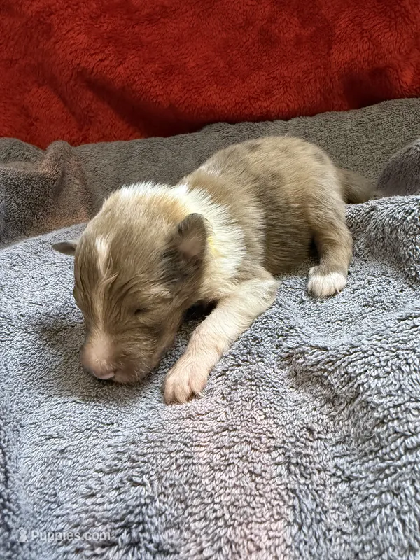 Stanley – Shetland Sheepdog puppy for sale in Lexington, NC
