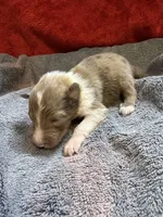 Stanley, a male Shetland Sheepdog for sale in Lexington, NC – 1 of 1