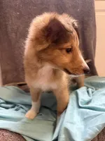Chad, a male Shetland Sheepdog for sale in Lexington, NC – 2 of 2