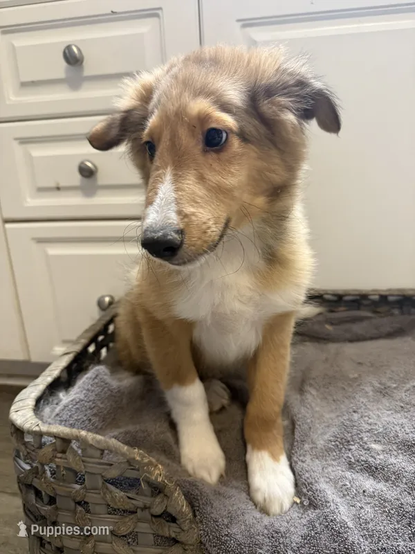 Chad – Shetland Sheepdog puppy for sale in Lexington, NC