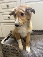 Chad, a male Shetland Sheepdog for sale in Lexington, NC – 1 of 5
