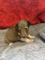 Chad, a male Shetland Sheepdog for sale in Lexington, NC – 2 of 2