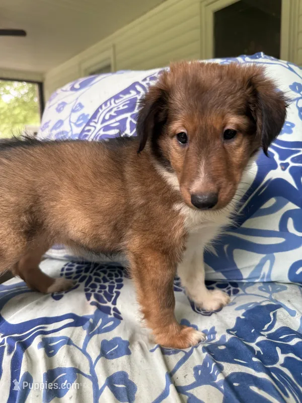 Peaches – Shetland Sheepdog puppy for sale in Lexington, NC