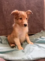 Tino, a male Shetland Sheepdog for sale in Lexington, NC – 2 of 4